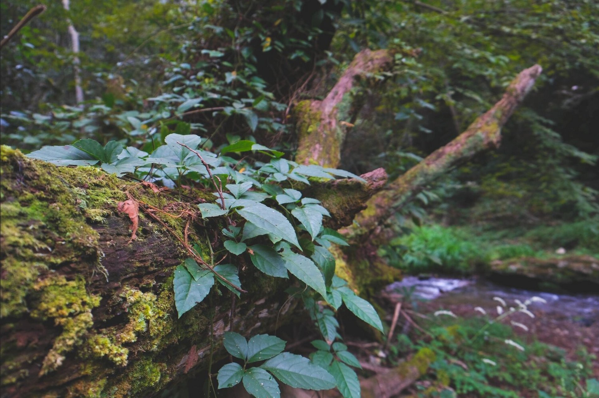景点打鼓岭,五溪山 这是隐藏在大山之中的宝藏之地,位置在黟县美溪乡