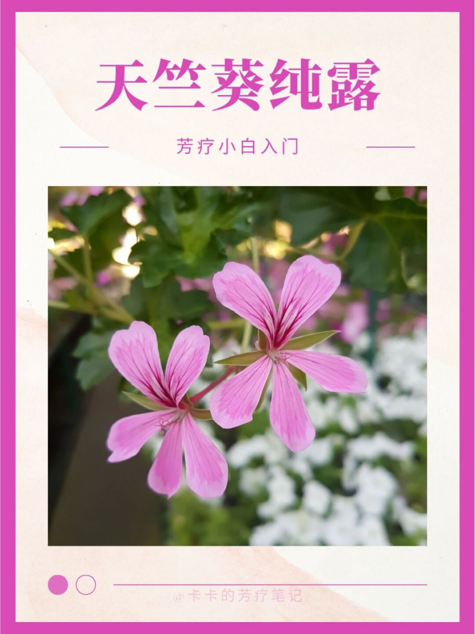 天竺葵纯露,平衡呵护吸引幸福!