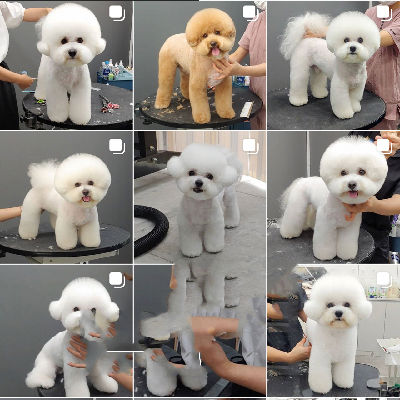 0998222800比熊贵宾犬造型图分享 06宝藏博主又来分享啦!