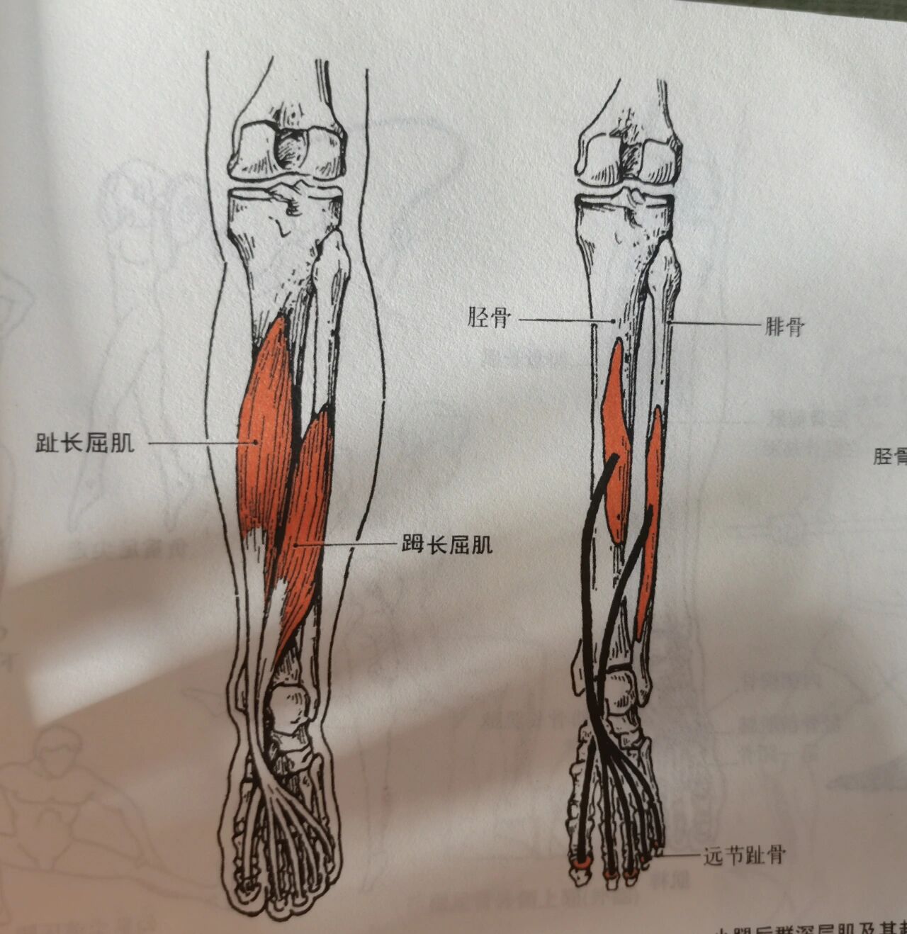 每天学习一个肌肉——趾长屈肌 部位:在小腿三头肌的深层