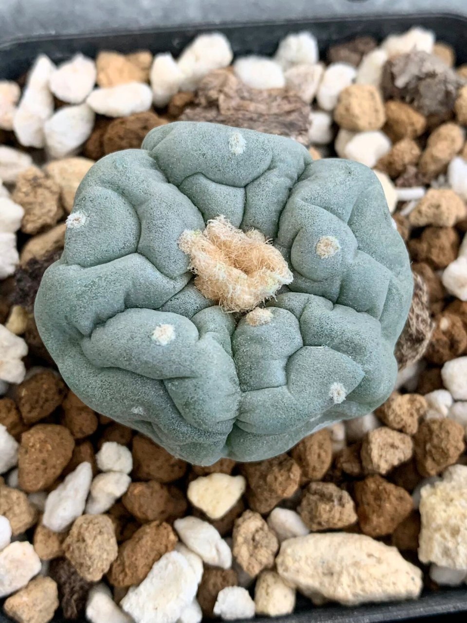 冬季仙人球银冠玉保姆级过冬指南 出于最近很多新手花友询问冬天该