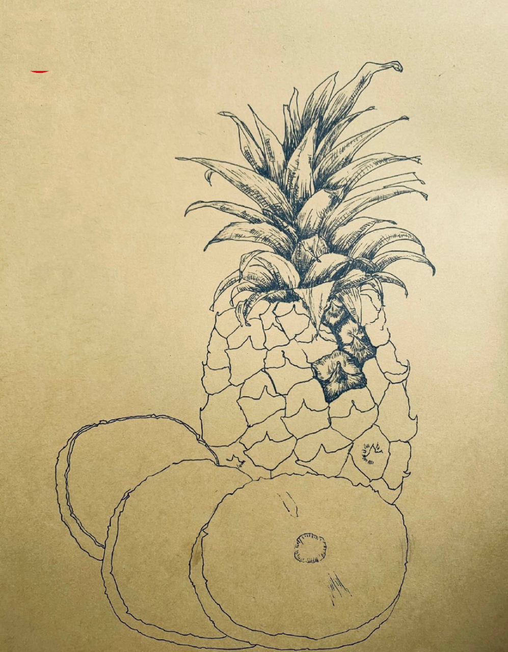 菠萝线描写生 凤梨写生 菠萝线描写生 凤梨写生 三四年级 少儿美术