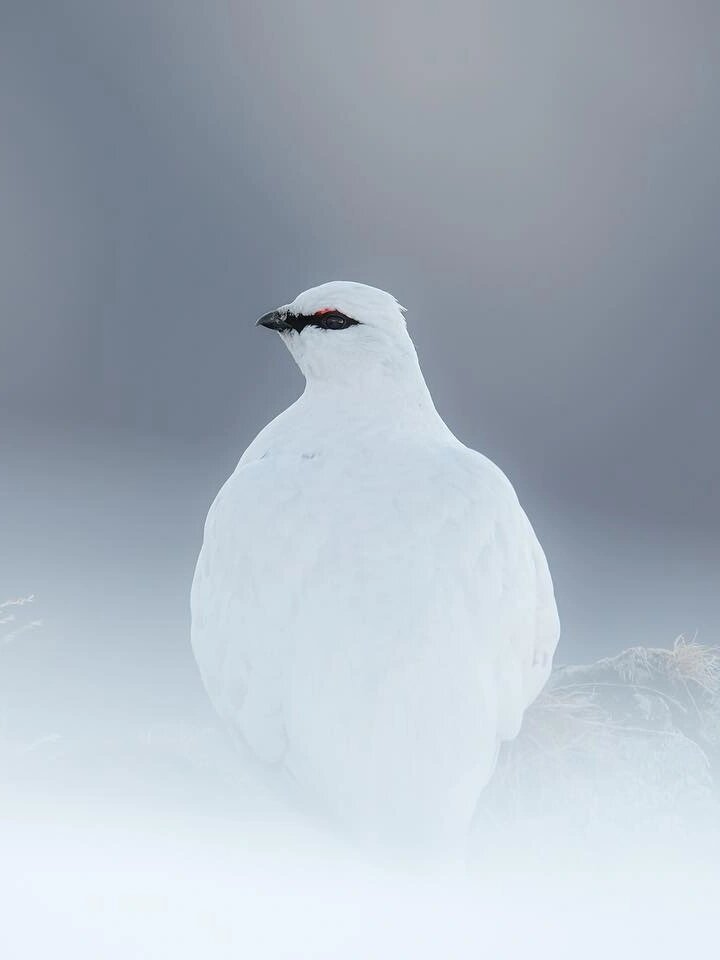 每天认识一种神奇动物98雷鸟