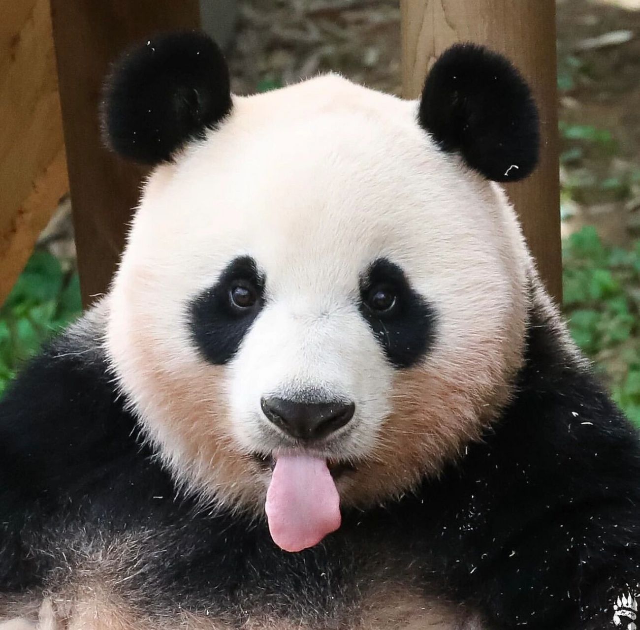 福宝93 我们身处韩国的大熊猫宝贝 福宝 被韩国保育员爷爷照顾的