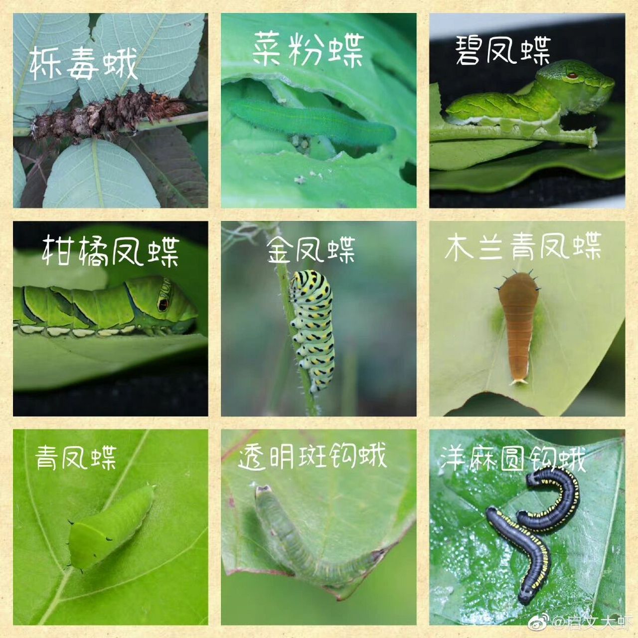昆虫 来个81种鳞翅目的幼虫,方便大家