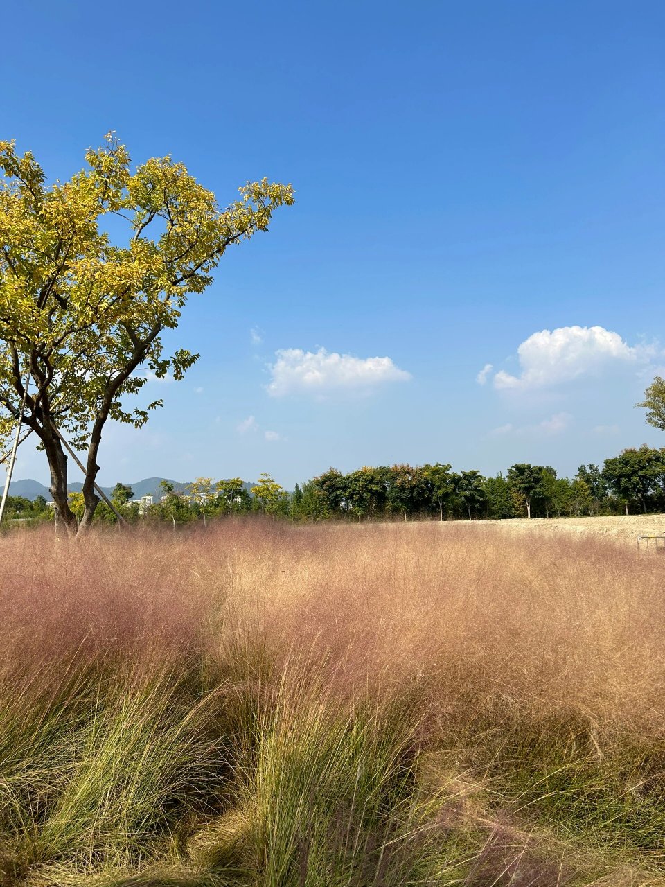 富阳阳陂湖湿地公园 金秋十月,蓝天白云下的粉黛乱子花给予我们的朦胧