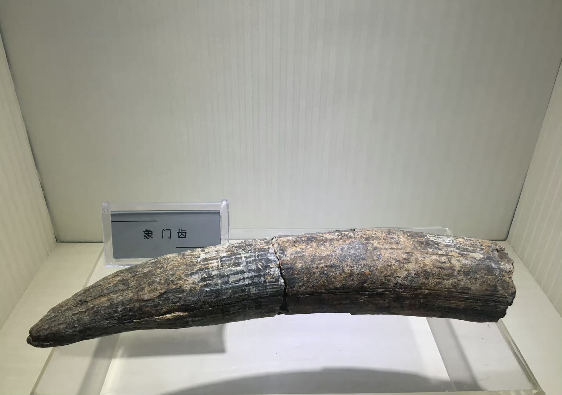 你不知道的陕西(24)|旬邑:世界第一象化石 旬邑大象犀牛化石馆世界上