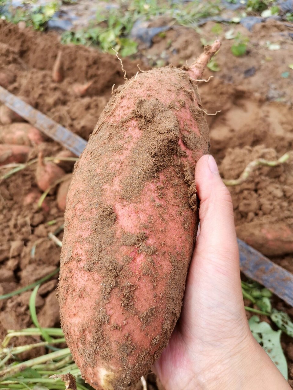 软糯香甜的龙九薯成熟啦,纤维极少黄瓤番薯 地里的红薯成熟啦,软糯