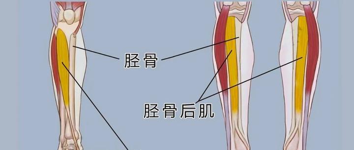 胫后肌腱图片