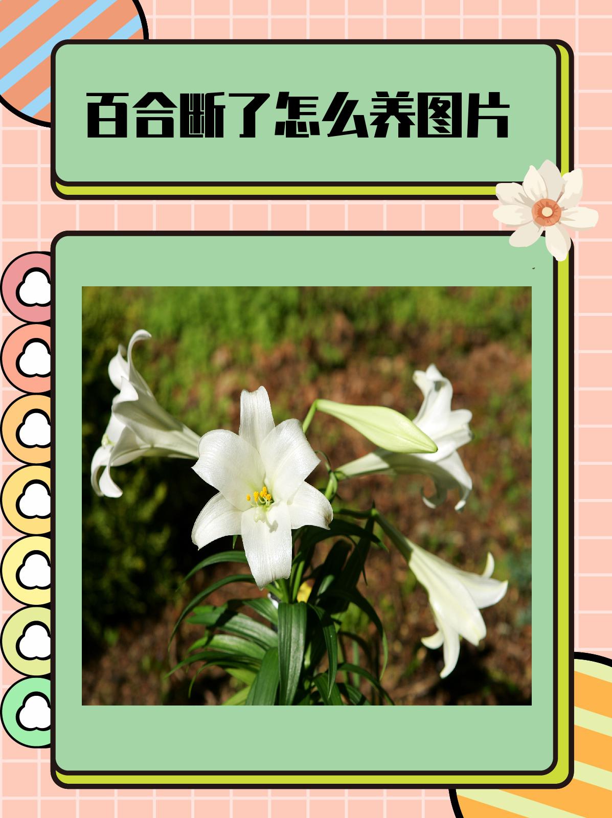 轻轻地将断裂的百合花茎扶起,检查断裂的位置和程度.