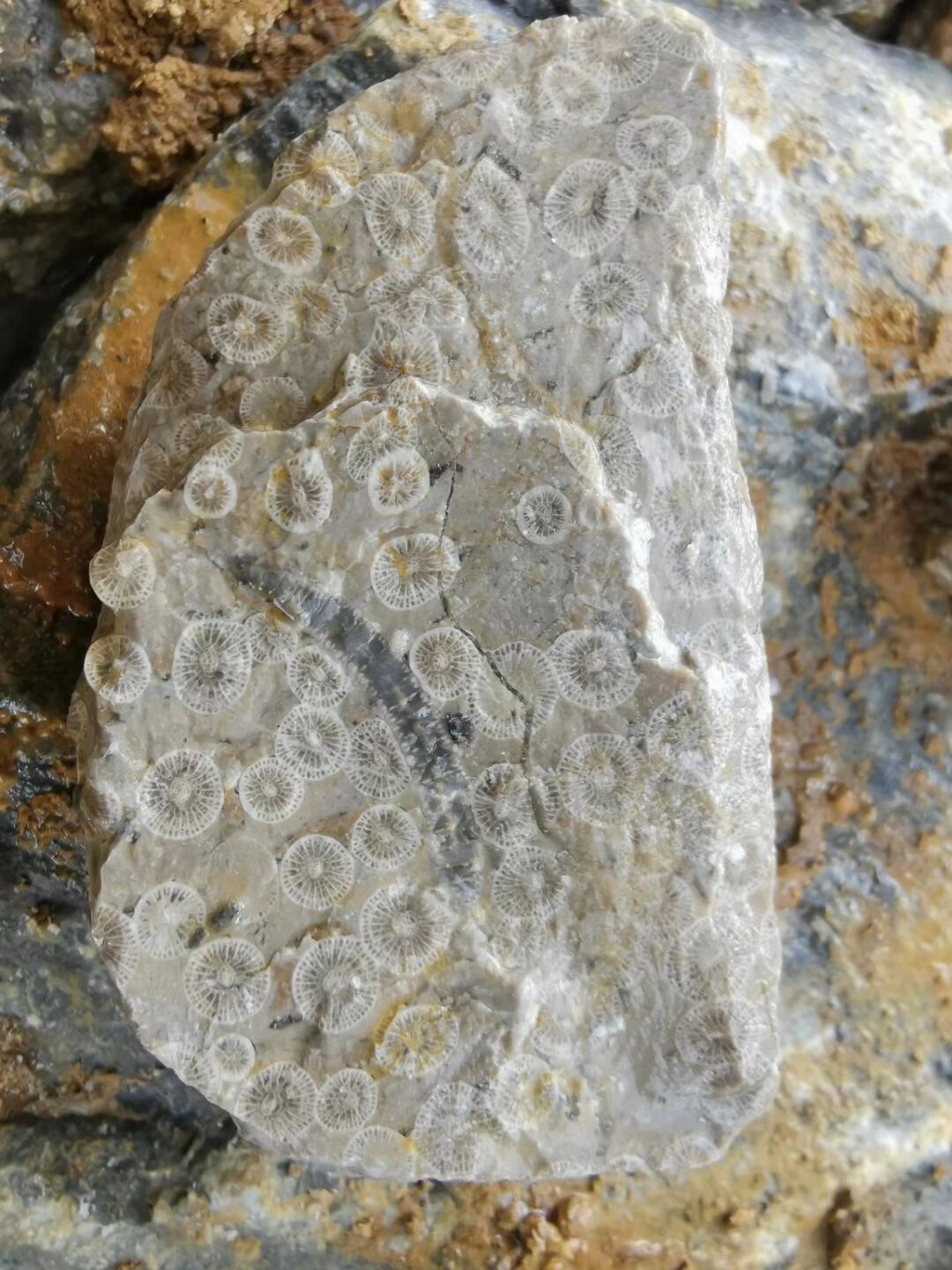 贵州人行道所见的化石 震旦纪角石,海百合根茎,菊石,各种贝类,燕子石