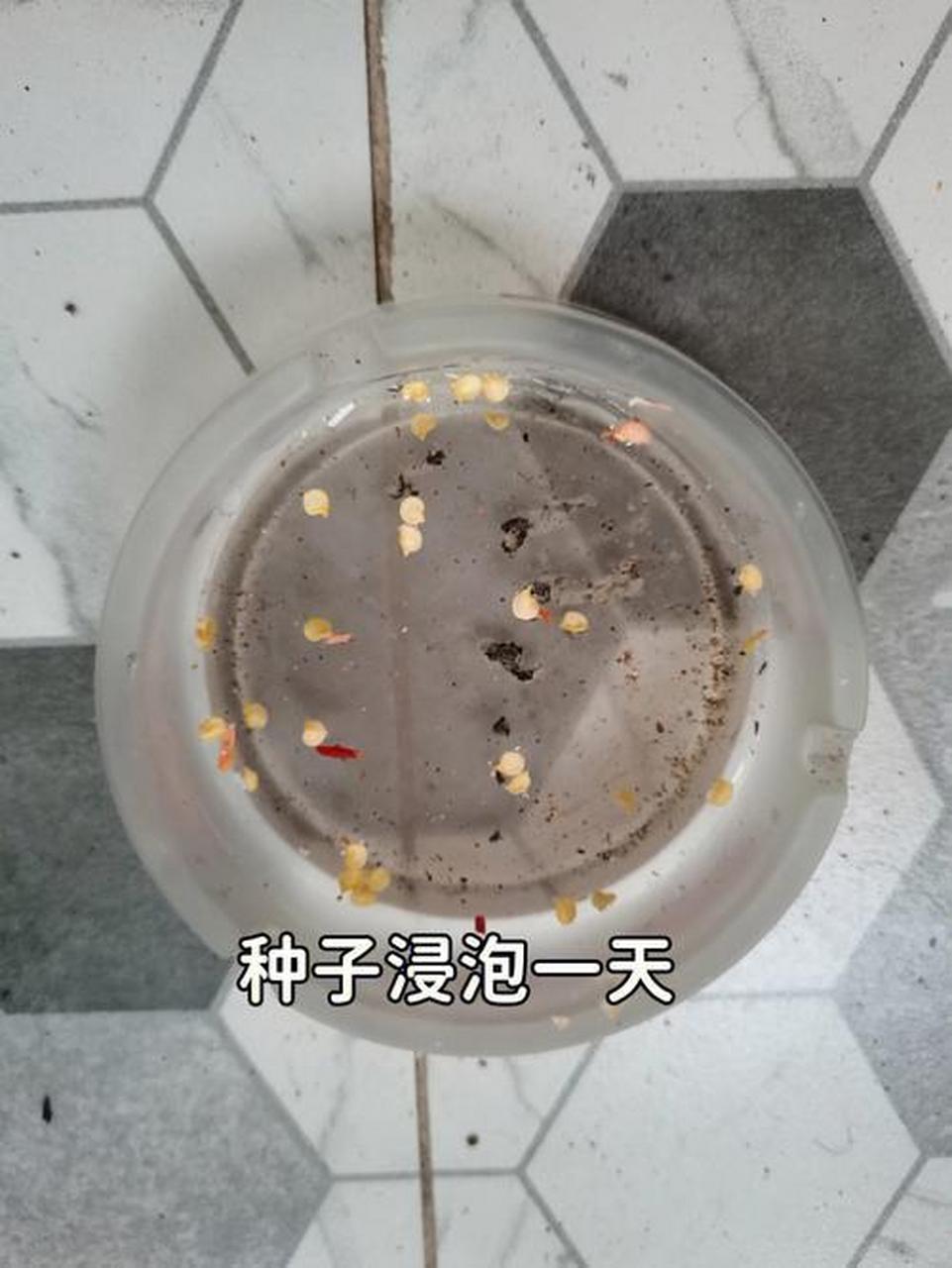 五彩椒催芽图片