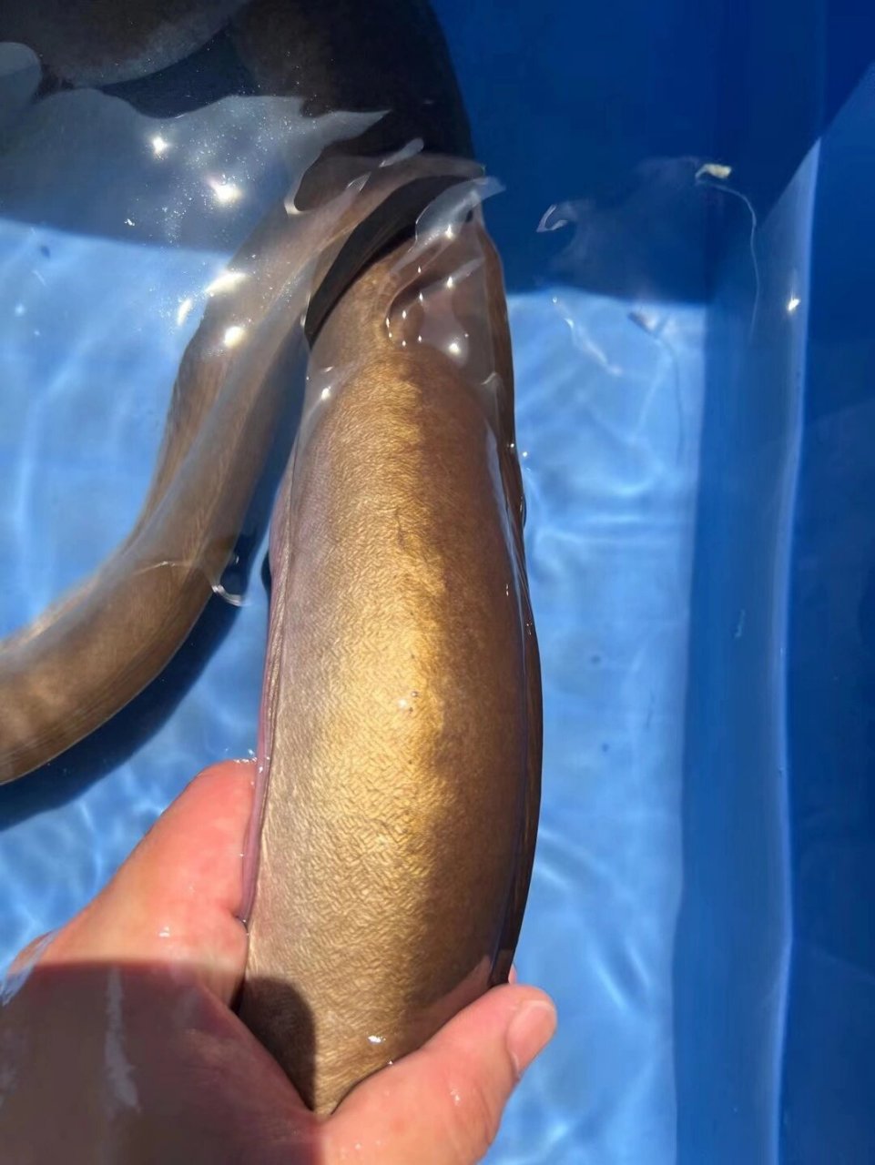 野山坑鳗,非常哇塞1.5斤至2.3斤左右一条,全国包活到家,包生猛到