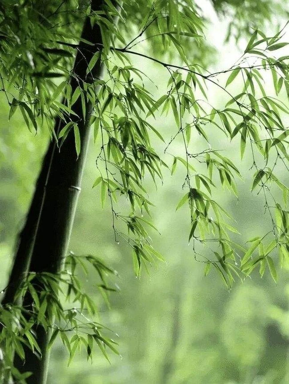 竹生空野外,梢云耸百寻. 无人赏高节,徒自抱贞心.