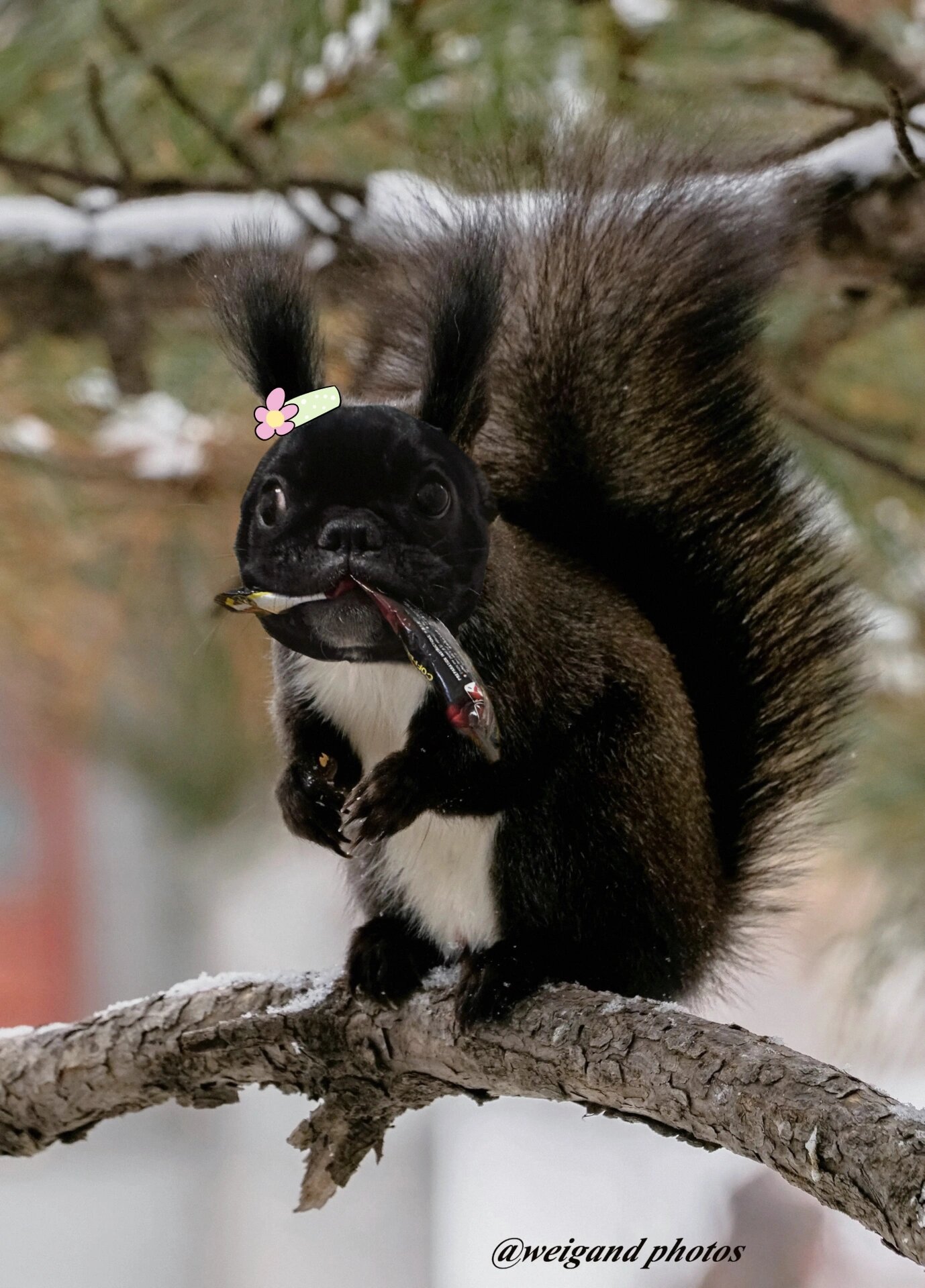 包含超度重生是什么动物的词条 包含超度重生是什么动物的词条