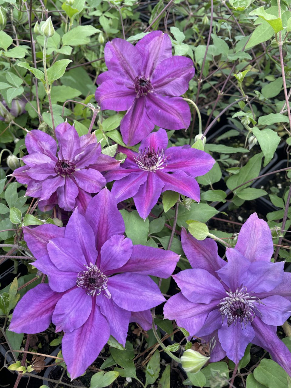 f系铁线莲三洲紫