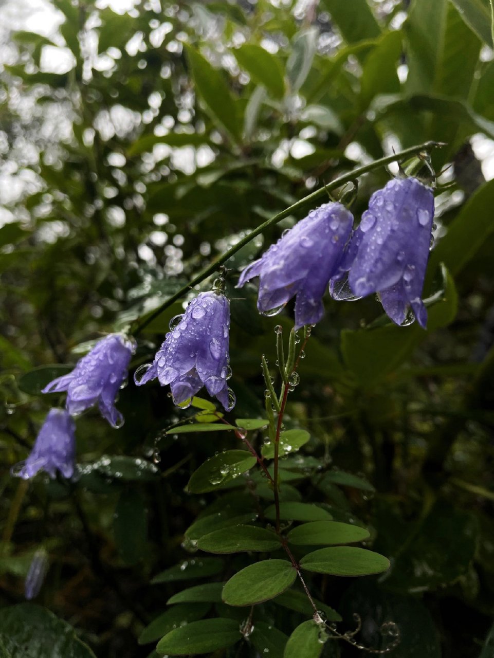 雨后透明紫铃兰