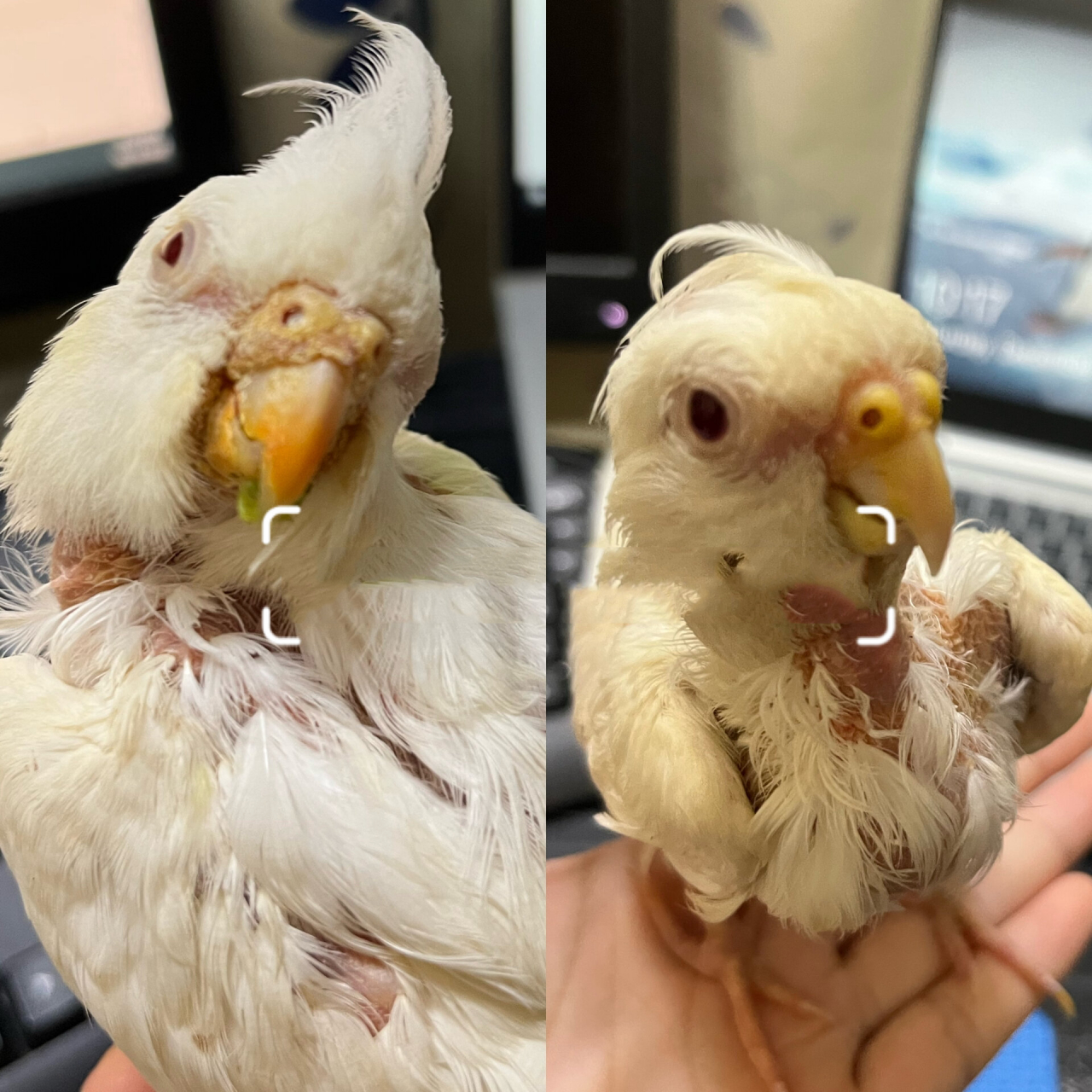 鹦鹉体外寄生虫-羽虱,羽螨,疥癣螨治疗康复 因為怕圖片被商人拿去移花