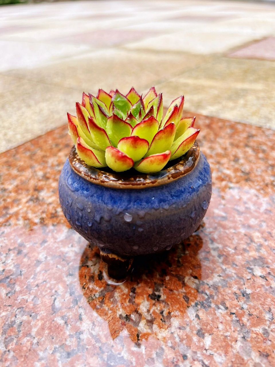 坐标大连-萤火虫多肉 萤火虫算是普货中比较上相的啦,现在的价格大概