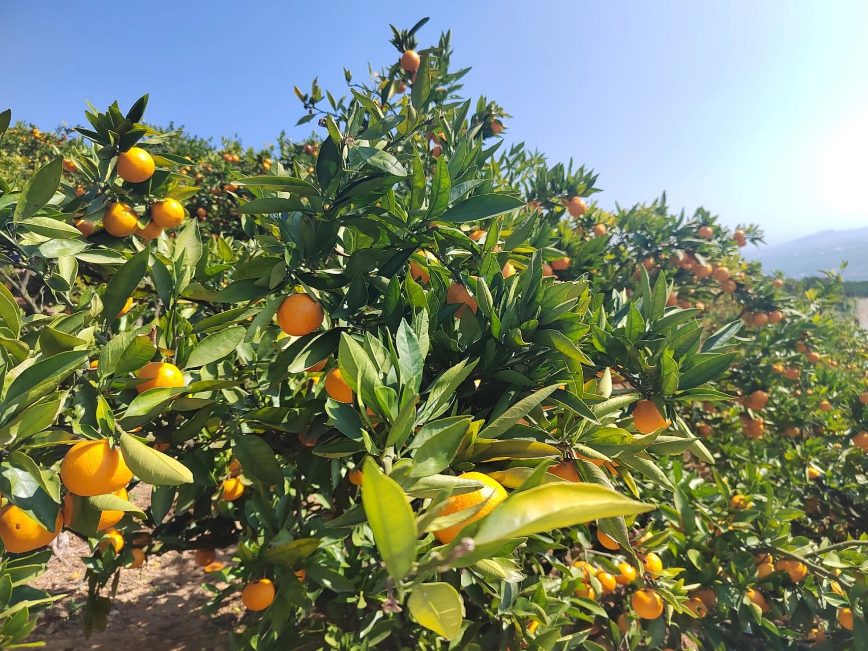 城固桔园—带娃实现桔子自由!