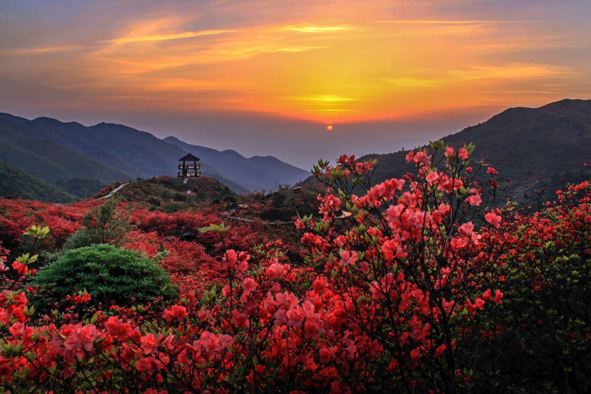 浏阳大围山杜鹃花开了 在长沙这个城市,是一秒入夏的 踩着春的尾巴来