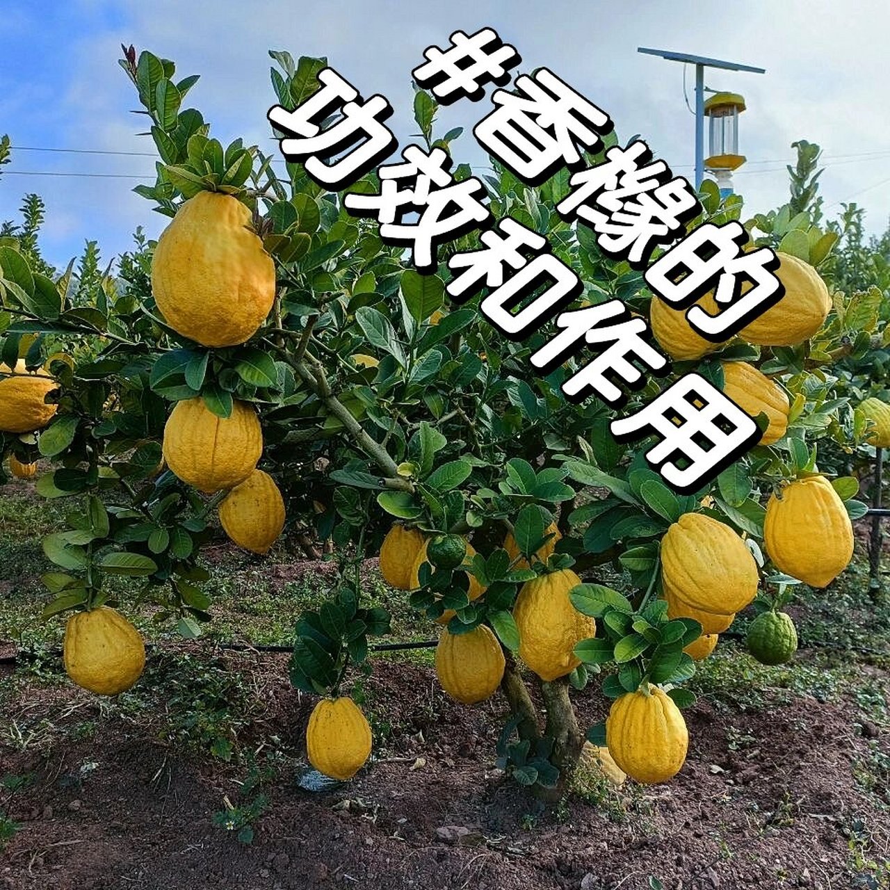 香橼97疏肝理气,利膈止呕,化痰 香橼 95功效与作用 疏肝理气,利膈