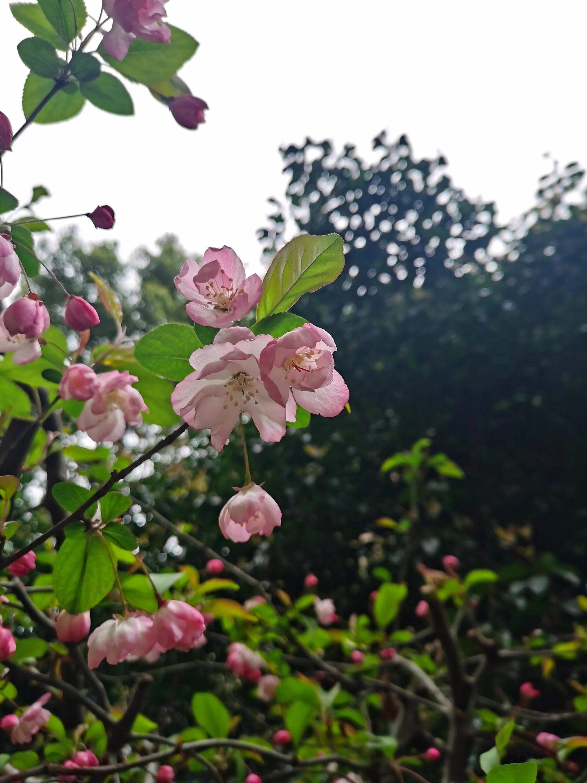 海棠花和苹果花的区别图片