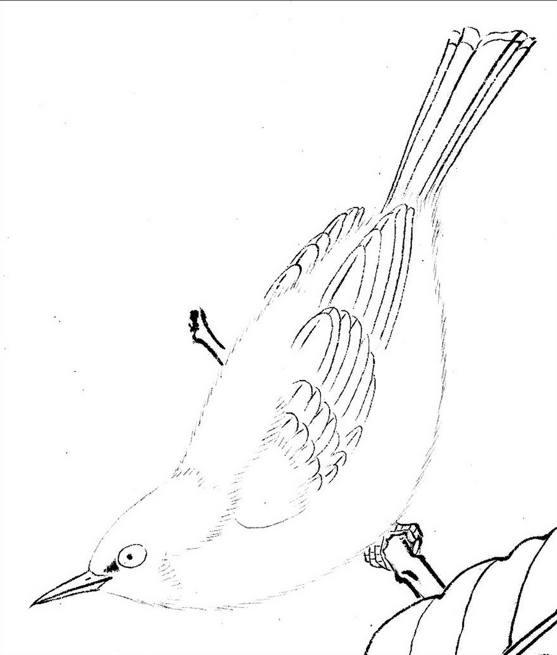 工笔画步骤分享(鸟类设色步骤——绣眼鸟) 概述:绣眼鸟全长约10厘米