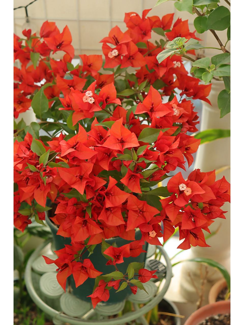 三角梅热火桑巴 桑巴早就开爆盆了,但是一直都拍不好这个红红火火的