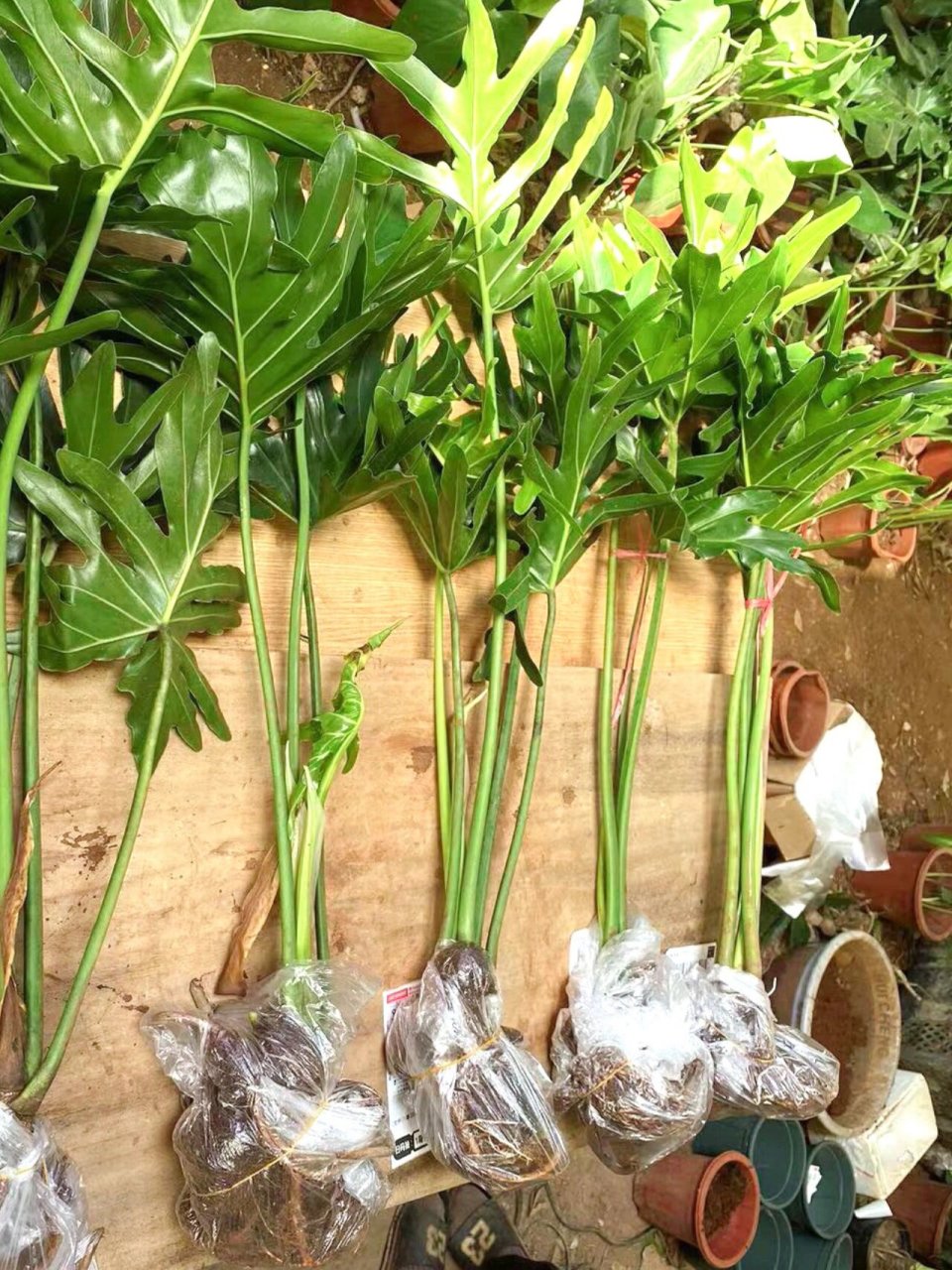 墙裂推荐这款龙鳞春羽!叶片羽裂好看又大!