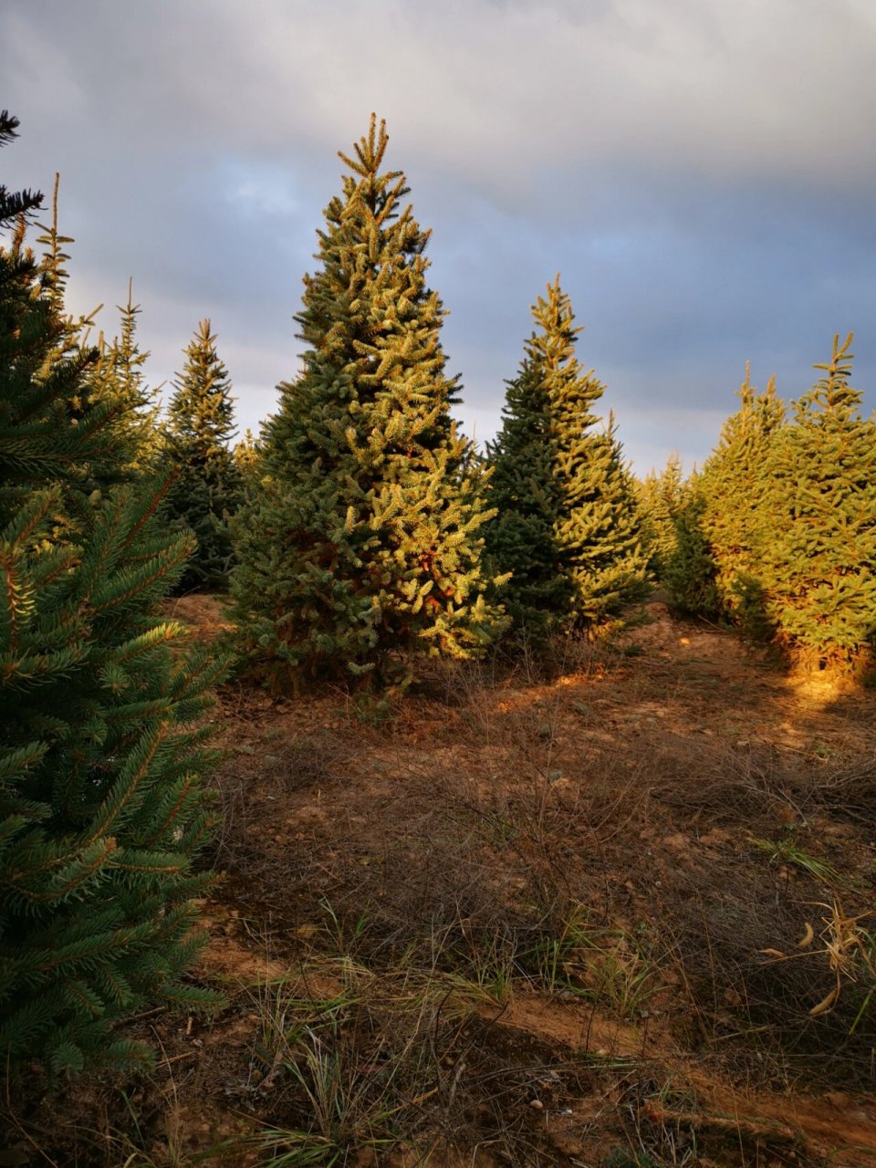 精品云杉2-2.5-3-4米,人工修剪过.