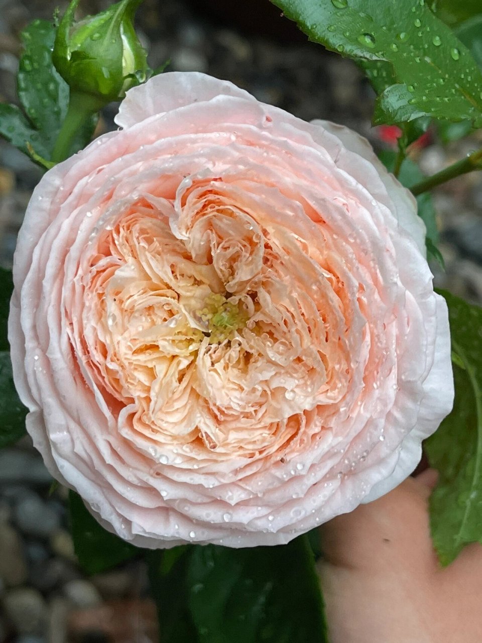 4 玫瑰香橙  de chantilly 香缇别苑又名玫瑰香橙,戴尔巴德2017年发布