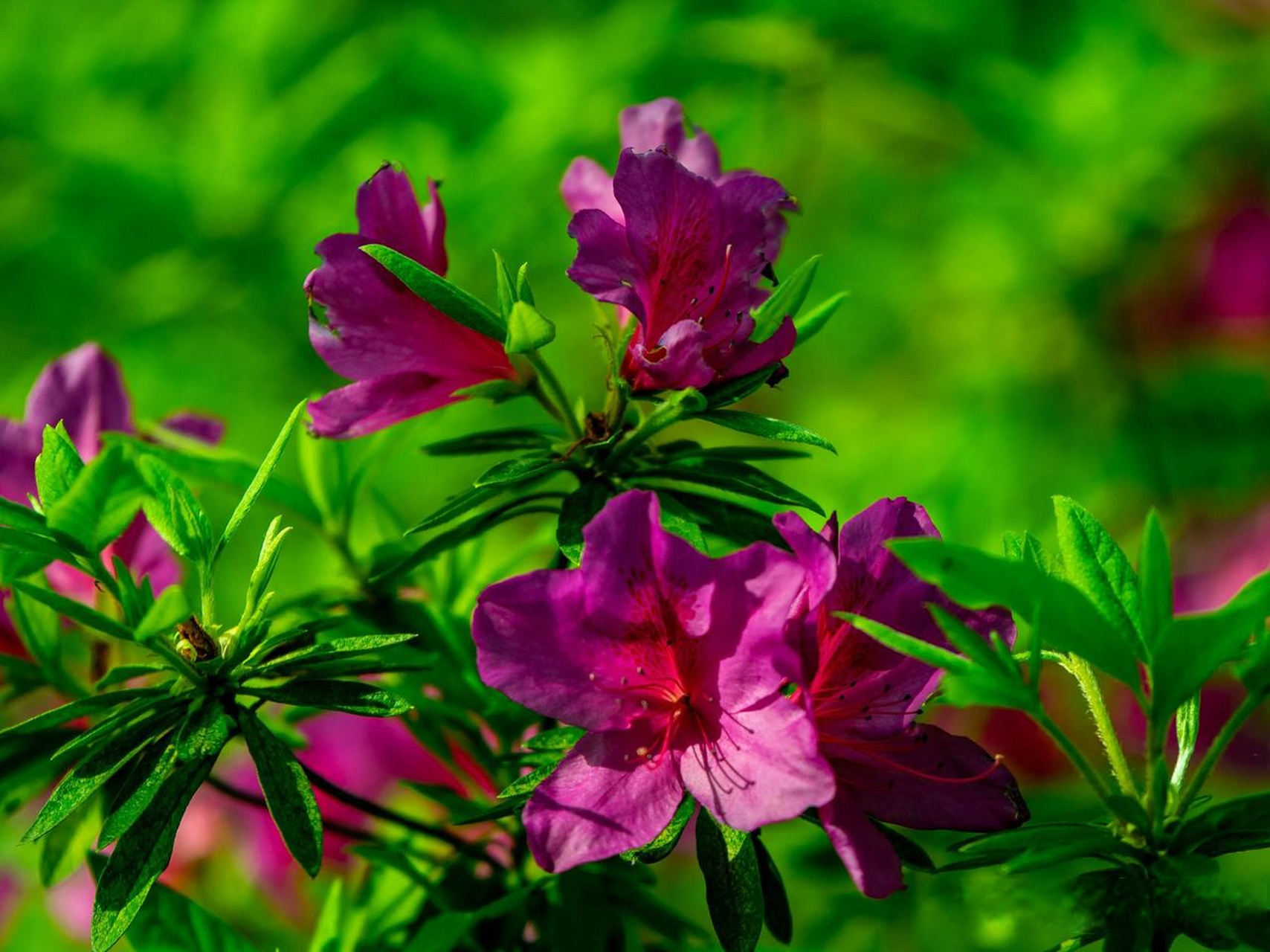 春天来了,花开了公园里拍的花朵 随拍春日花朵 手机拍公园花卉 镜头下