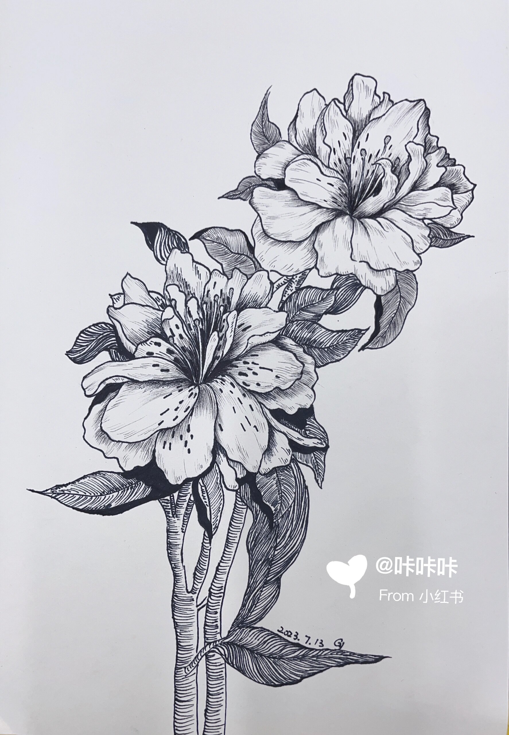 黑白线描花卉