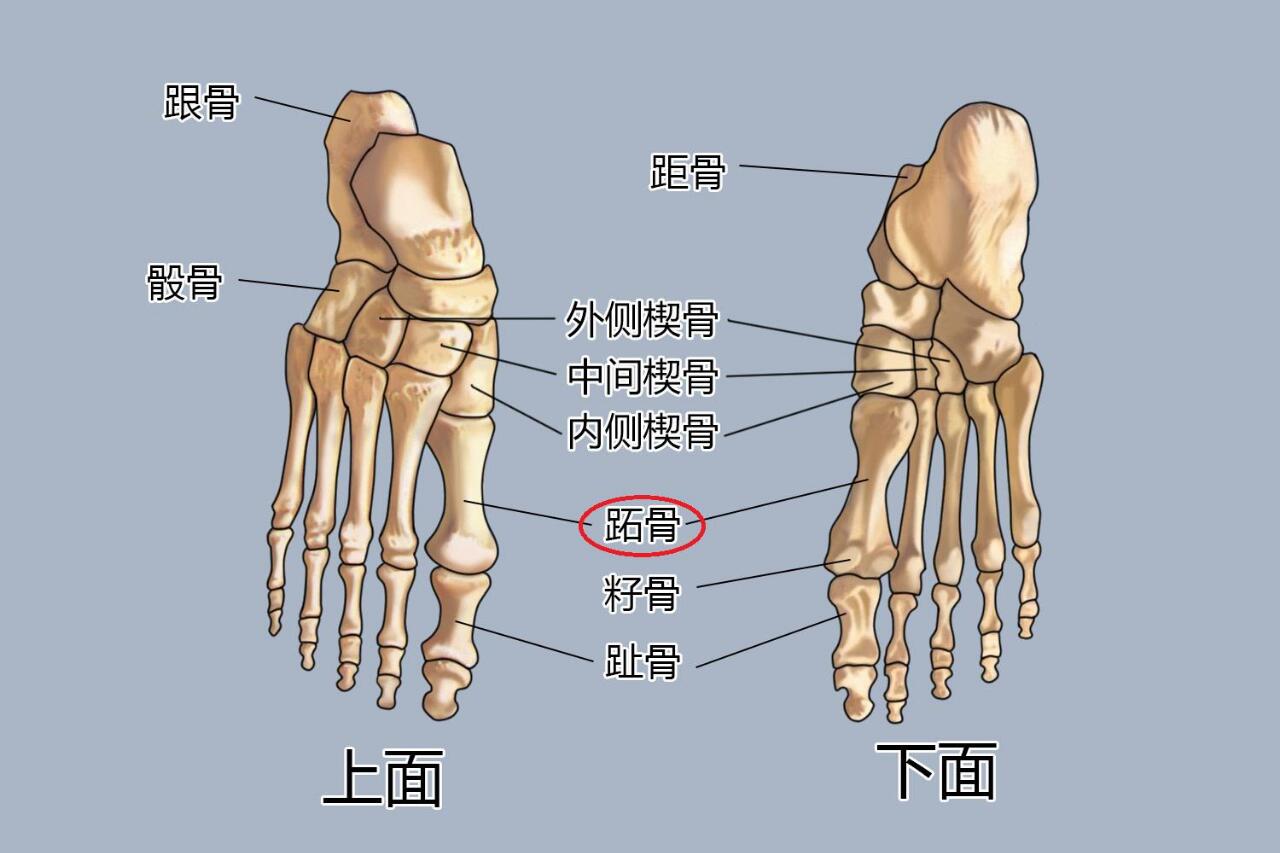 第一跖骨在哪里图片