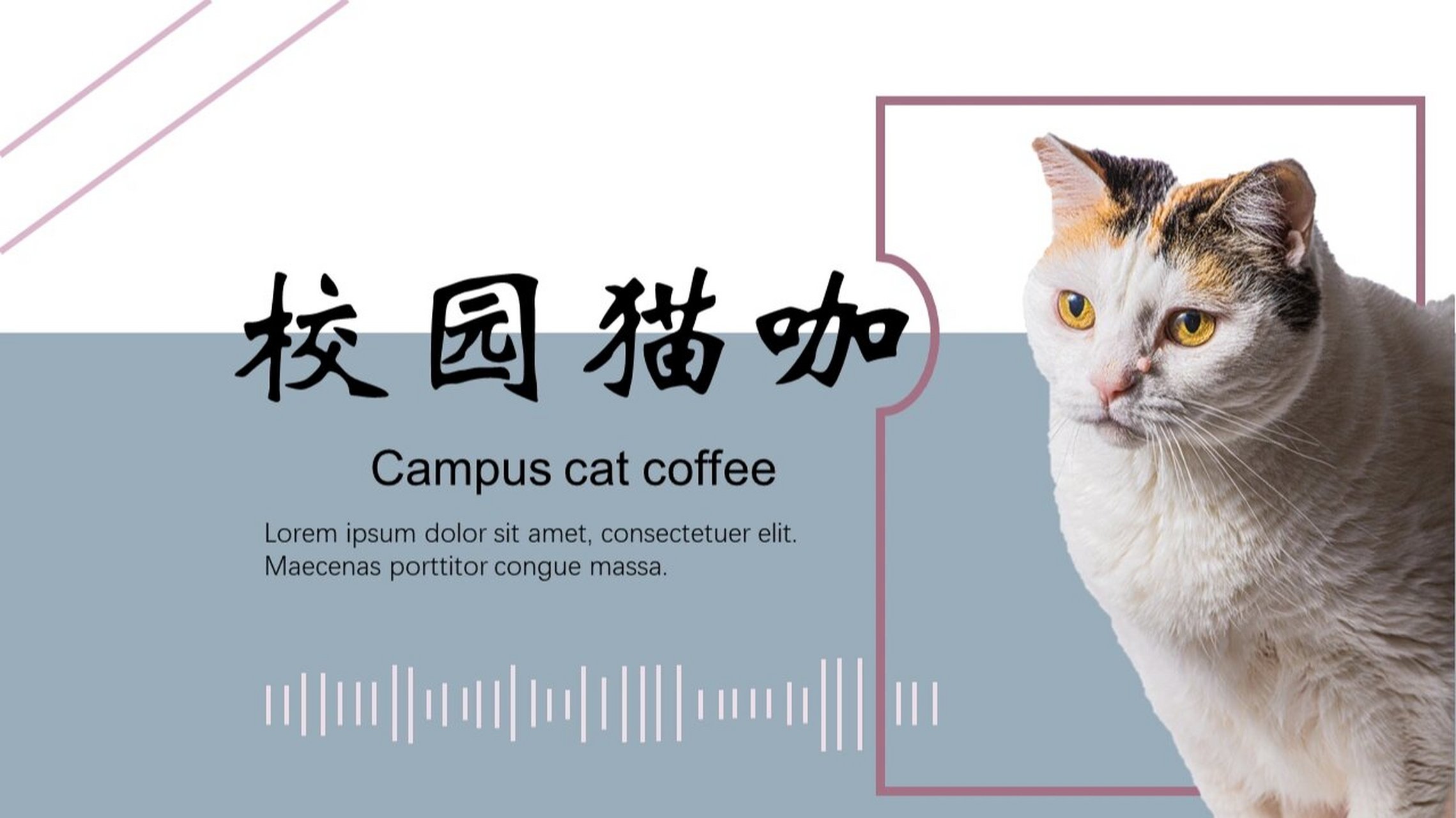 猫咖ppt模板免费图片