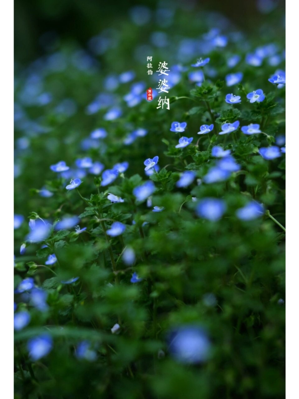 路边常见的小野花,名叫阿拉伯婆婆纳,好美 阿拉伯婆婆纳的花语是"幸福