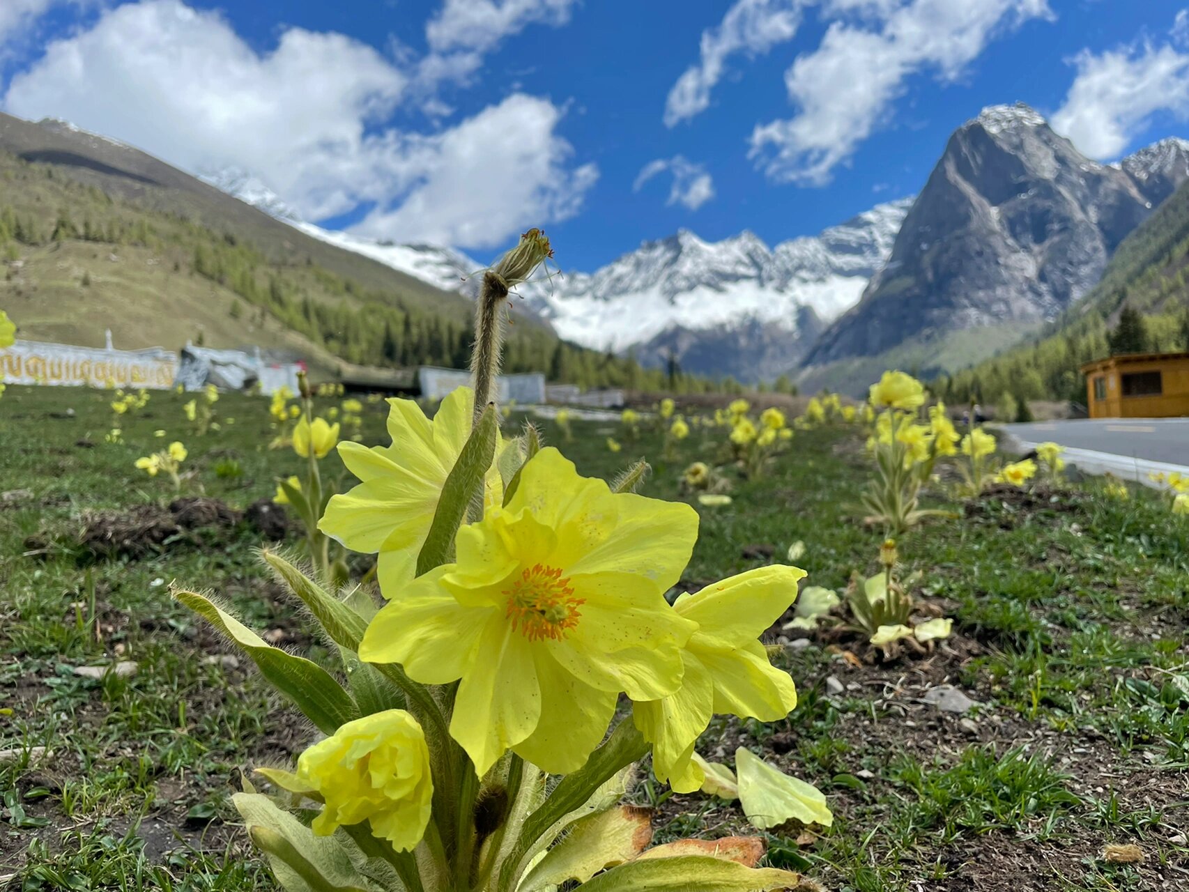 全缘叶绿绒蒿,雪山下的黄色绿绒蒿