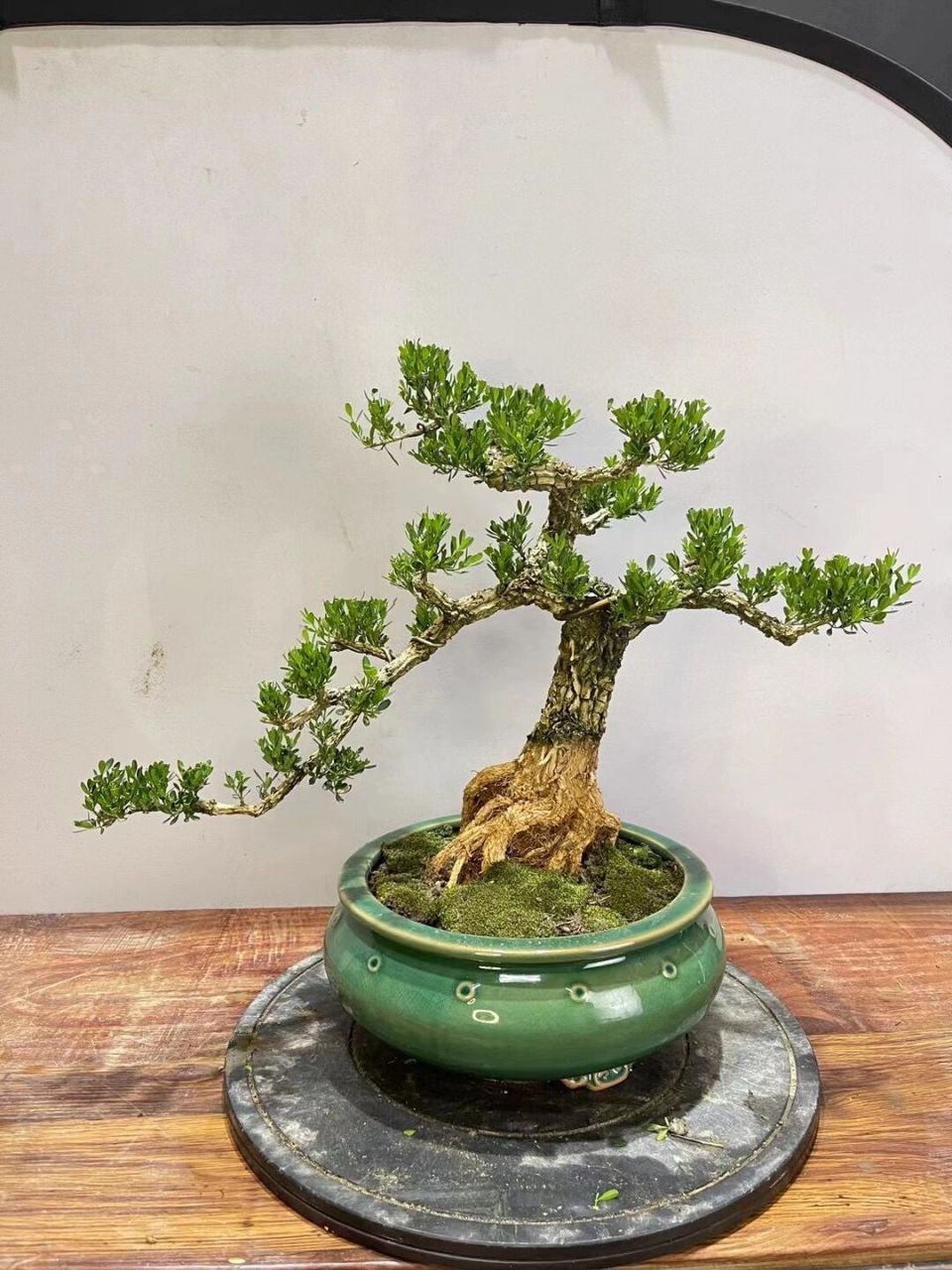 美如画欢迎观赏! 矮霸黄杨盆景!美如画欢迎观赏!