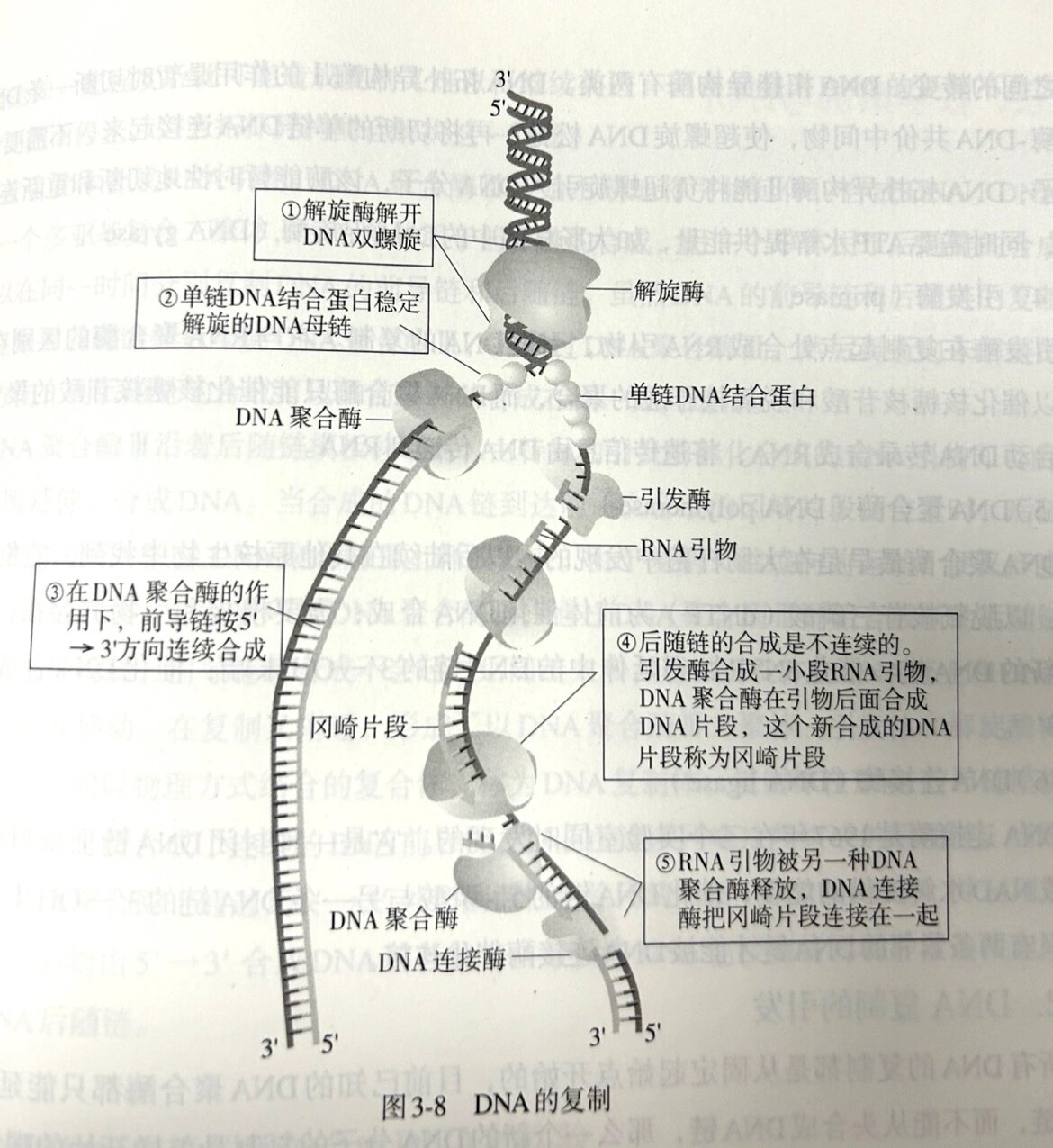 DNA复制图解图片