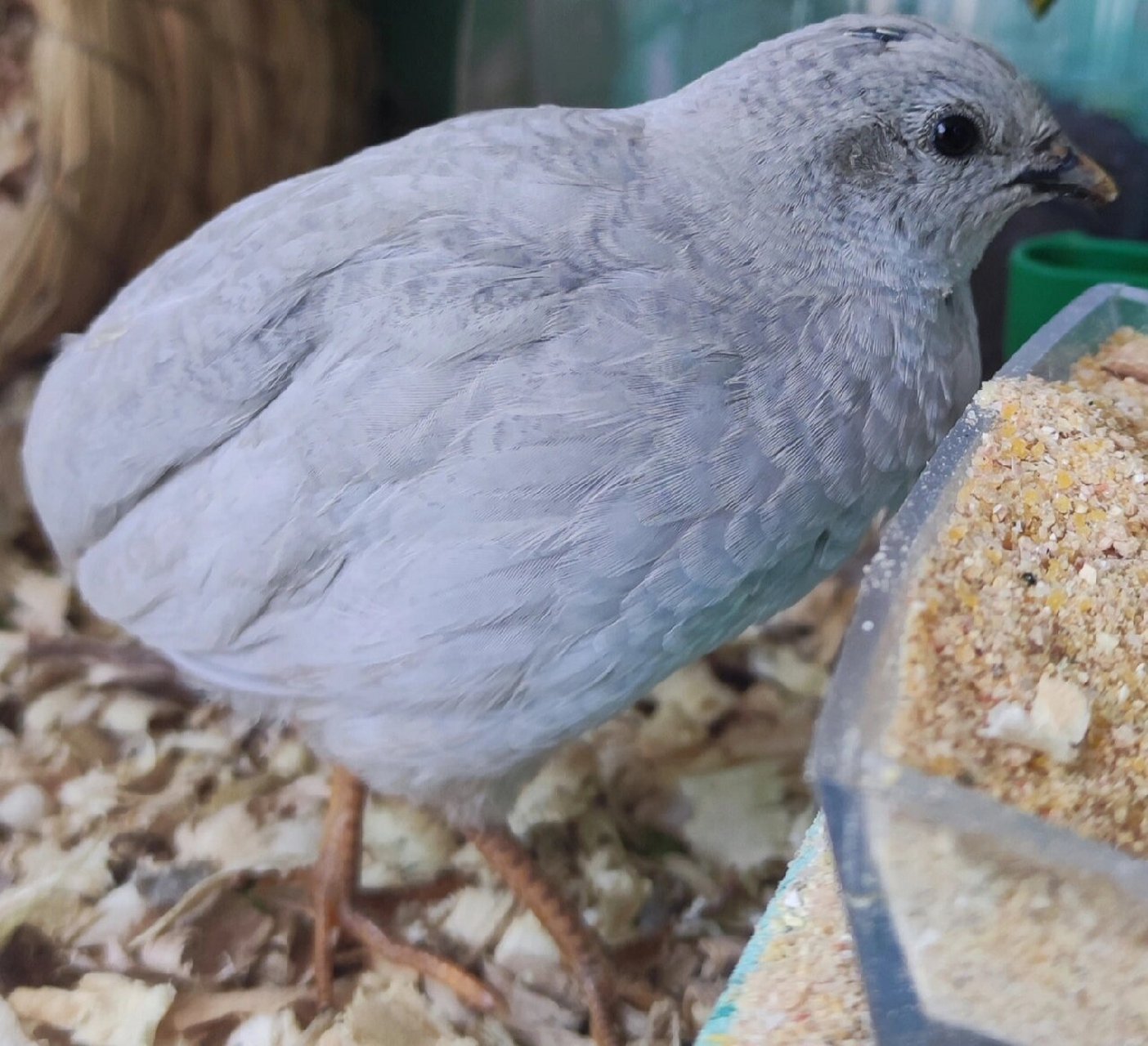 芦丁鸡瓦灰公鸡 腹部淡粉毛和泛荧光蓝色毛 很漂亮呀,特别是腹部这个