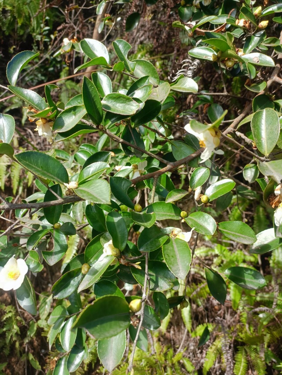 蜜源植物 图1 鹅掌柴,俗称鸭脚木 图2 枇杷 图3 油茶 油茶花粉蜜蜂