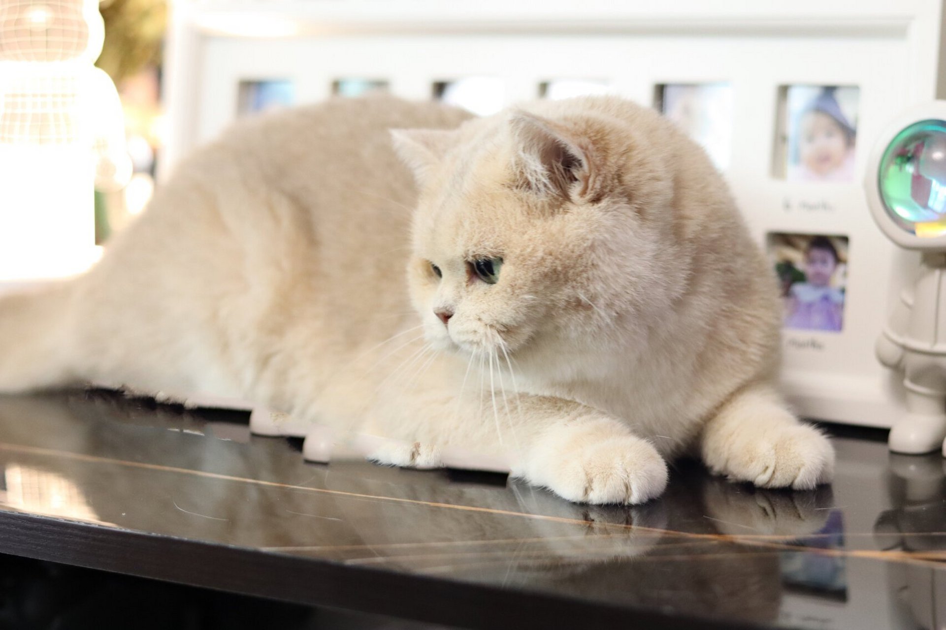 蓝金渐层 巧克力金渐层搭配!