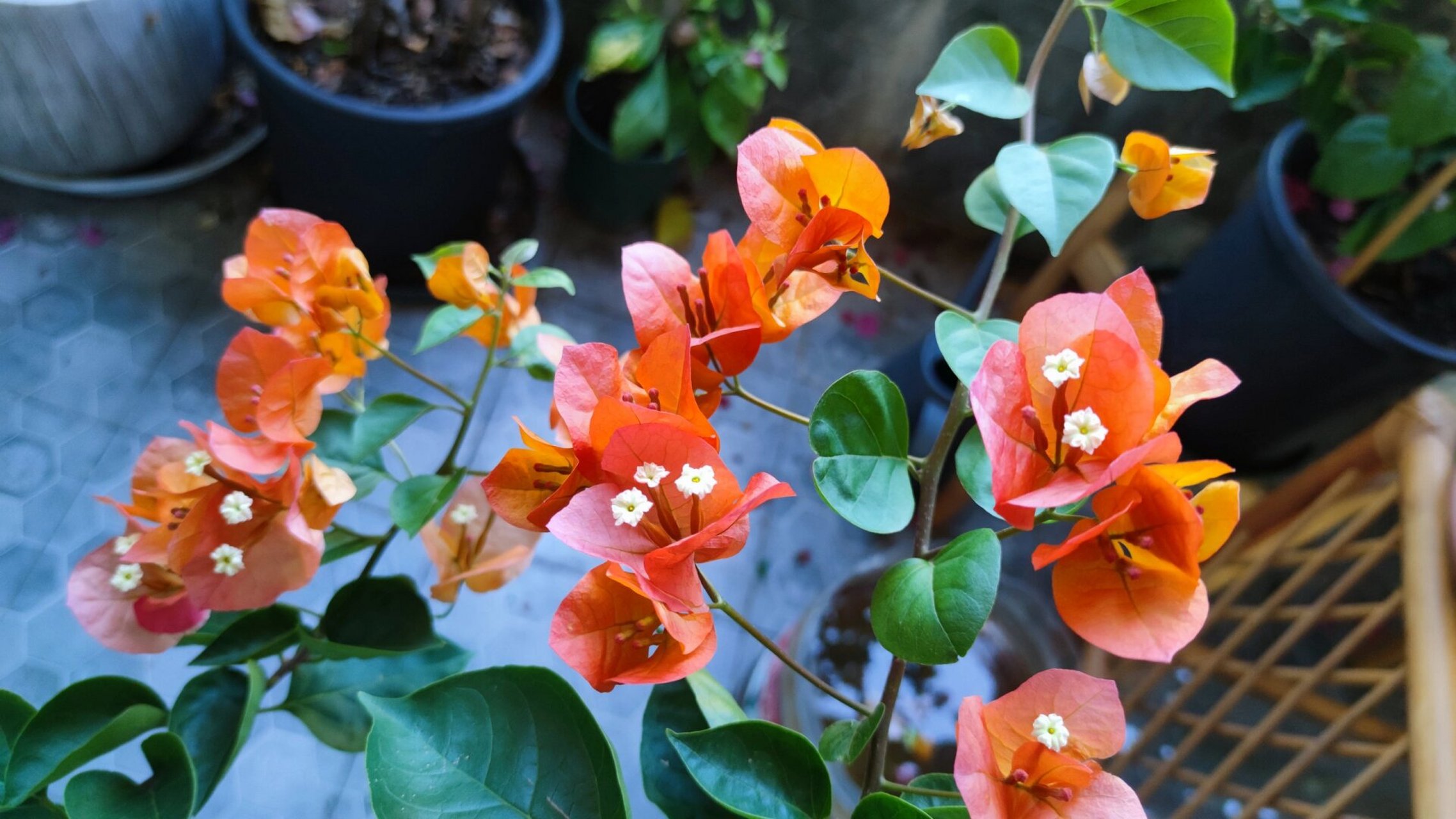 三角梅宝老橙 宝老橙的花为橙红色,大而艳.