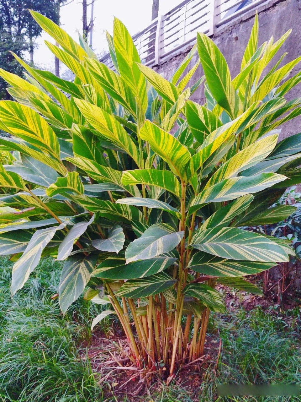 能入冬的花叶良姜.