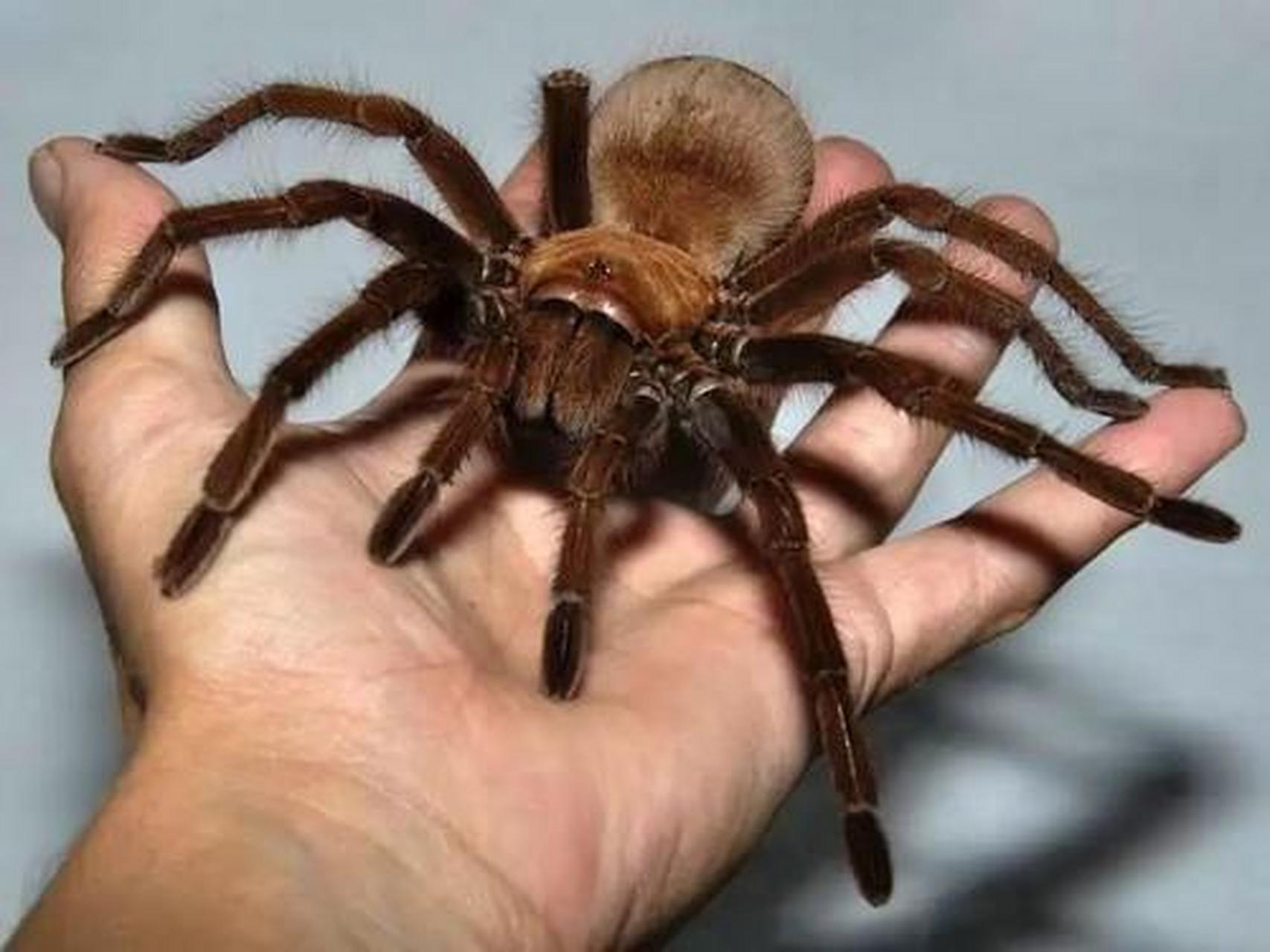 【世界上最大的蜘蛛】亚马逊巨人食鸟蛛,是世界上最大的蜘蛛,它们最长