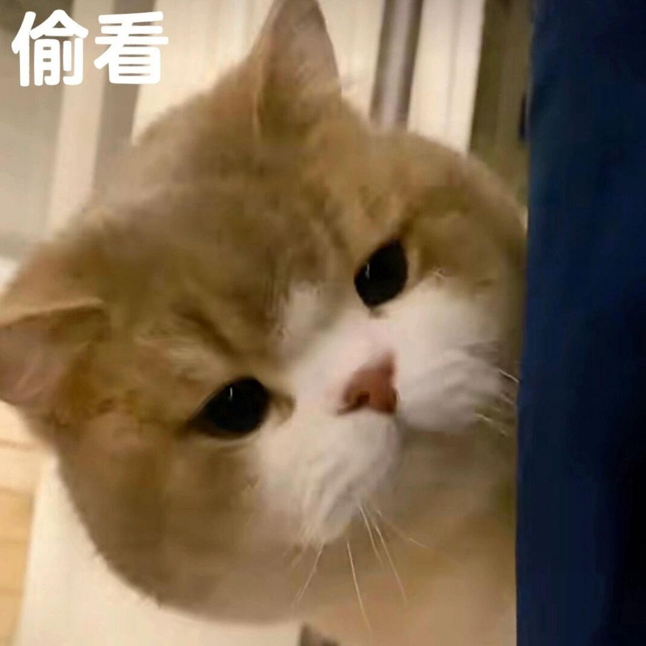 猫猫表情包 | 11 呆住和偷看