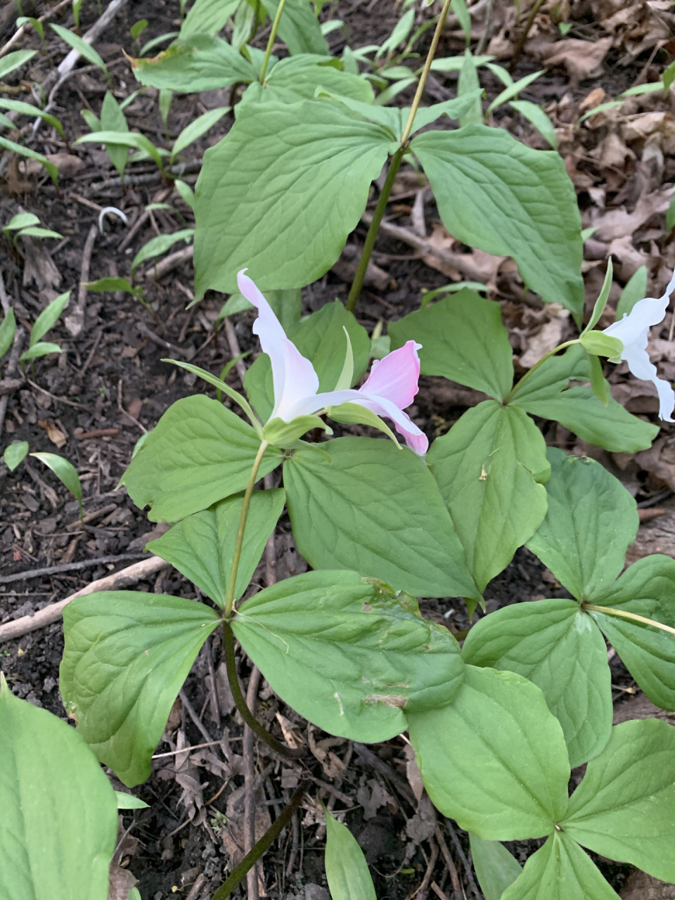 十年孕育成花   white trillium 延龄草 最近在森林里经常能看一整片