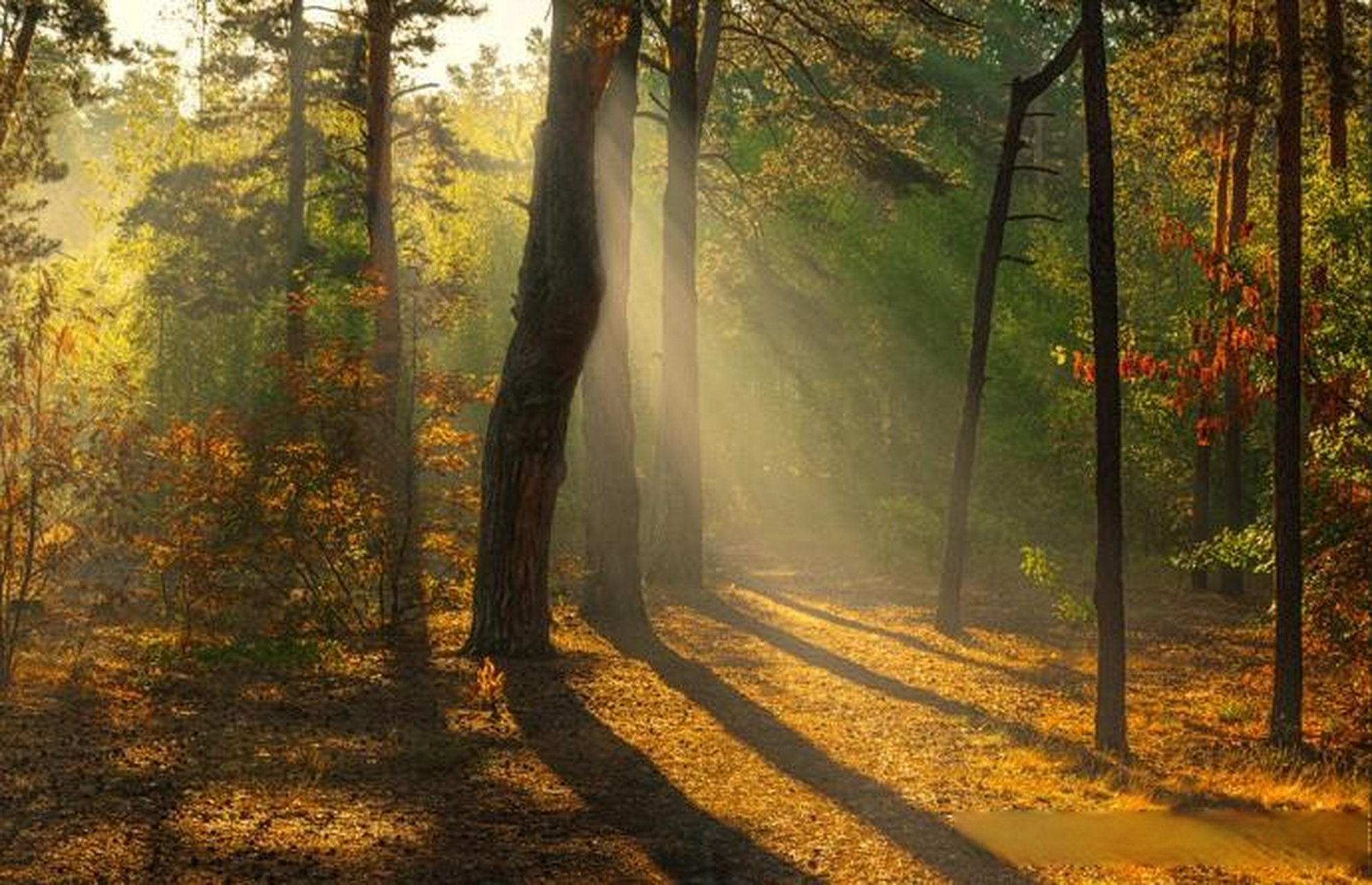 【森林主题风光摄影作品】 摄影师:mykhailo sherman