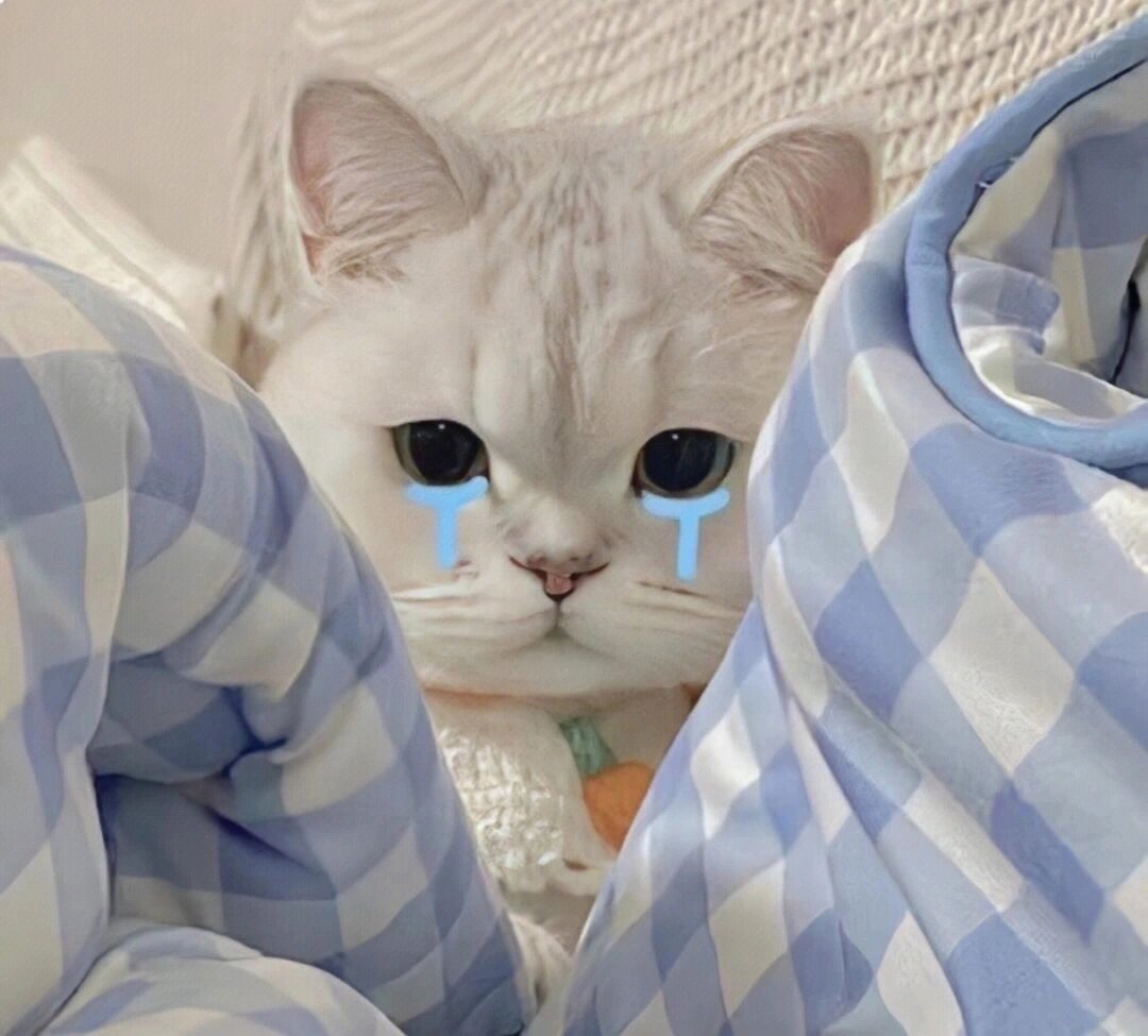 猫咪猫咪哭泣表情包